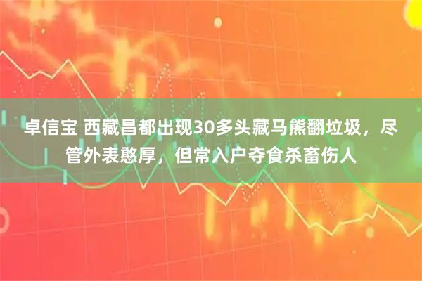 卓信宝 西藏昌都出现30多头藏马熊翻垃圾，尽管外表憨厚，但常入户夺食杀畜伤人
